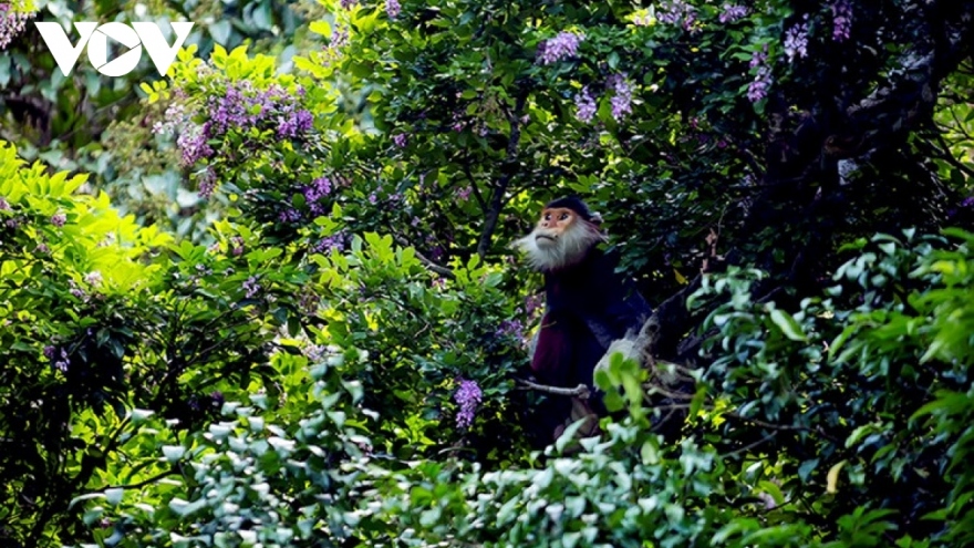 US, Vietnam step up wildlife protection efforts